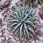 Juka (Yucca Rostrata) ‘FRENCH FLAG’® - výška 10-15 cm, kont. P11 (-20°C)